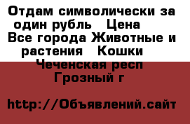 Отдам символически за один рубль › Цена ­ 1 - Все города Животные и растения » Кошки   . Чеченская респ.,Грозный г.